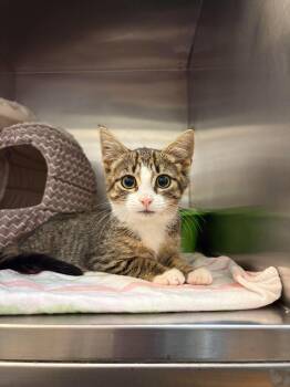 VOODOO -  Domestic Short Hair Cat for Adoption in Delson, Quebec - VOODOO | PetCurious