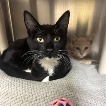 Scot Grey -  Domestic Short Hair Cat for Adoption in Walnut Creek, California - Scot Grey | PetCurious