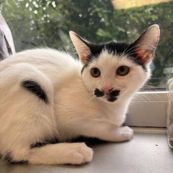 Vizi -  Domestic Short Hair Cat for Adoption in Davenport, Iowa - Vizi | PetCurious
