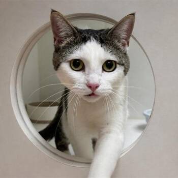 Domestic Short Hair Cats Available for Adoption in Hawthorne, California - Nyne | PetCurious