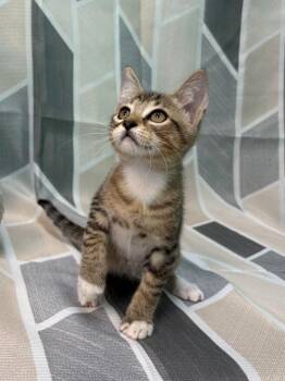 261234  Kinder -  Domestic Short Hair Cat for Adoption in Wetumpka, Alabama - 261234  Kinder | PetCurious