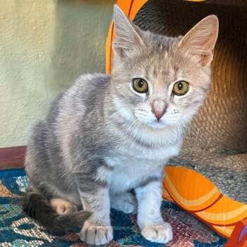 Daphne -  Domestic Medium Hair Cat for Adoption in Orangevale, California - Daphne | PetCurious