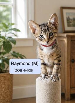 Raymond -  Tabby and Domestic Short Hair Cat for Adoption in Vacaville, California - Raymond | PetCurious