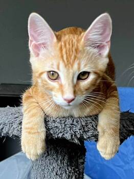 Rescue Tabby Cats for Adoption in Franklin, Tennessee - KITTEN CHARLIE ORANGE | PetCurious
