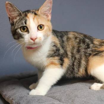 Louise -  Domestic Short Hair Cat for Adoption in Lakeland, Florida - Louise | PetCurious