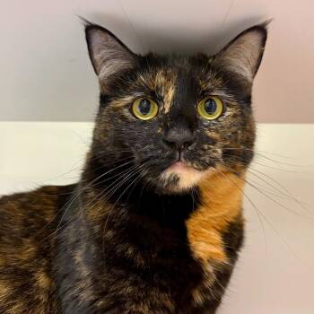 Freckle -  Domestic Short Hair Cat for Adoption in Woodinville, Washington - Freckle | PetCurious