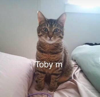 Domestic Short Hair Cats Available for Adoption in Bend, Oregon - Toby | PetCurious