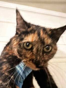 Domestic Short Hair Cats Available for Adoption - Pixel | PetCurious