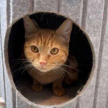 Wachiwi -  Domestic Short Hair Cat for Adoption in Chicago, Illinois - Wachiwi | PetCurious