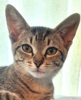 Trout -  Domestic Short Hair and Tabby Cat for Adoption in Austin, Texas - Trout | PetCurious