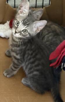 Tabby and Domestic Short Hair Cats Available for Adoption in Homestead, Florida - Dreamer, Charmer & Sweet Ellen | PetCurious