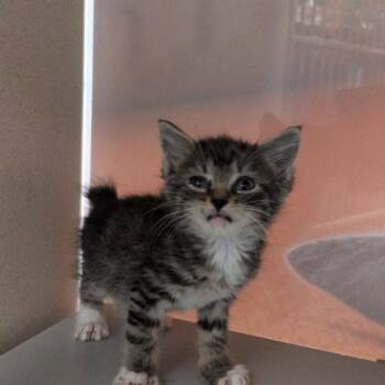 Finn -  Domestic Short Hair Cat for Adoption in Reno, Nevada - Finn | PetCurious