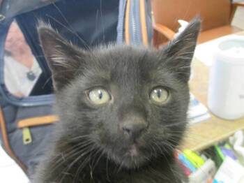 Domestic Short Hair Cats Available for Adoption in Ocala, Florida - SILAS | PetCurious