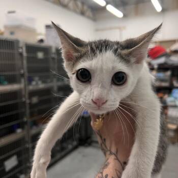 Zach -  Domestic Short Hair Cat for Adoption in Las Vegas, Nevada - Zach | PetCurious
