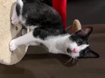 Rescue Domestic Short Hair Cats for Adoption in Louisville, Kentucky - Joey | PetCurious