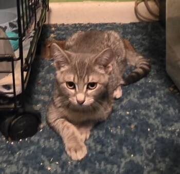 Rescue Domestic Short Hair Cats for Adoption in Anderson, Indiana - Firefly | PetCurious