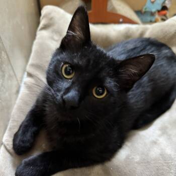Rescue Domestic Short Hair Cats for Adoption in Brea, California - Isaiah | PetCurious