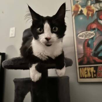 Penelope -  Domestic Medium Hair Cat for Adoption in Hemet, California - Penelope | PetCurious
