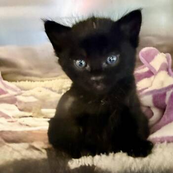 Earthworm -  Domestic Short Hair Cat for Adoption in Palm Springs, California - Earthworm | PetCurious