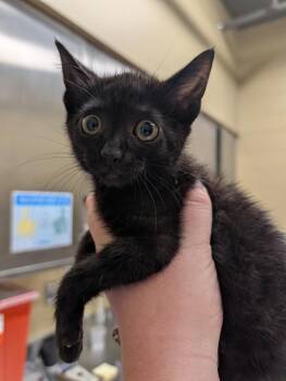 Domestic Short Hair Cats Available for Adoption in Douglasville, Georgia - Toph | PetCurious
