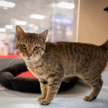 Whirley (no dogs please) -  Bengal and Domestic Short Hair Cat for Adoption in Hanson, Massachusetts - Whirley (no Dogs Please) | PetCurious