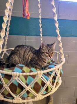 Domestic Short Hair and Tabby Cats Available for Adoption - Capoeira | PetCurious
