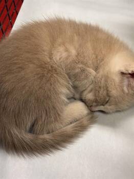 ABEL -  Domestic Short Hair Cat for Adoption in Doral, Florida - ABEL | PetCurious