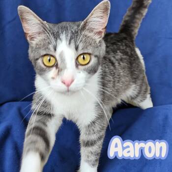Aaron - sweet, social, affectionate, young -  Domestic Short Hair Cat for Adoption in Chuckey, Tennessee - Aaron - Sweet, Social, Affectionate, Young | PetCurious