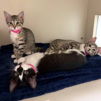 Domestic Short Hair Cats Available for Adoption - Cheers | PetCurious