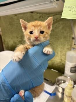 JOAN -  Domestic Short Hair Cat for Adoption in Riverside, California - JOAN | PetCurious