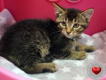 Wyatt -  Domestic Short Hair Cat for Adoption in Sidney, Ohio - Wyatt | PetCurious