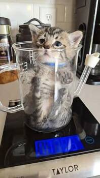 Megatron -  Domestic Short Hair Cat for Adoption in Hobart, Indiana - Megatron | PetCurious