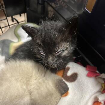 Elegant -  Domestic Short Hair Cat for Adoption in Durango, Colorado - Elegant | PetCurious