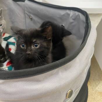 Domestic Short Hair Cats Available for Adoption in Riverwoods, Illinois - Eclipse | PetCurious