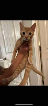 Rescue Domestic Short Hair Cats for Adoption in Statesboro, Georgia - Mash | PetCurious