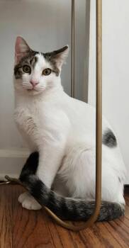 Domestic Short Hair Cats Available for Adoption - Samson | PetCurious
