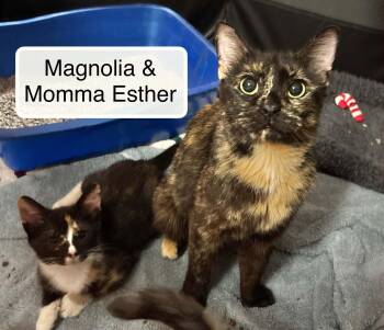 Esther -  Domestic Short Hair Cat for Adoption in Ellicott City, Maryland - Esther | PetCurious