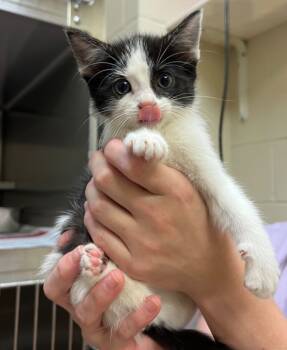 Rescue Domestic Short Hair Cats for Adoption in Nacogdoches, Texas - Kappa | PetCurious