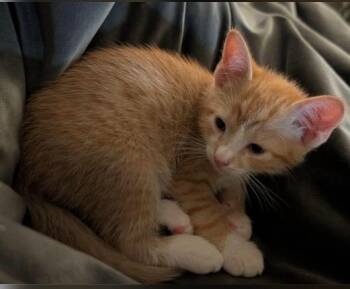 Tabby Cats Available for Adoption in San Antonio, Texas - Michaelangelo | PetCurious