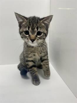 CINDI -  Domestic Short Hair Cat for Adoption in Winter Haven, Florida - CINDI | PetCurious