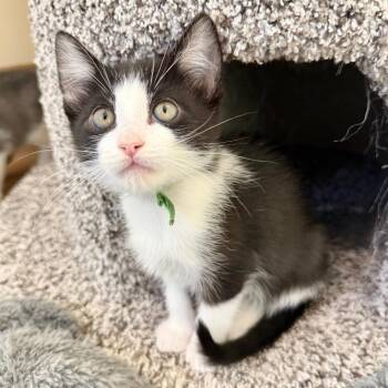 Domestic Short Hair Cats Available for Adoption - Ellie Mae | PetCurious