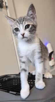 Madeline (sweetest cookie) -  Domestic Short Hair Cat for Adoption in Houston, Texas - Madeline (sweetest Cookie) | PetCurious