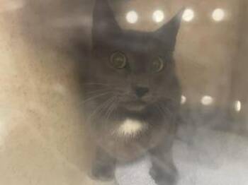 BARN CAT ESQUITE -  Domestic Short Hair Cat for Adoption in Kent, Washington - BARN CAT ESQUITE | PetCurious