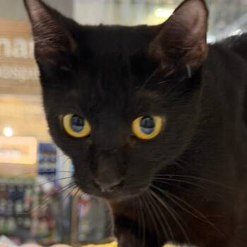 Pansy -  Domestic Short Hair Cat for Adoption in Temecula, California - Pansy | PetCurious