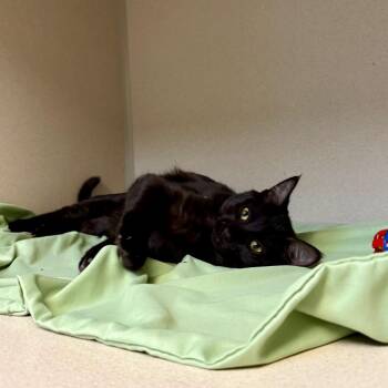 Tiffany -  Domestic Short Hair Cat for Adoption in Great Falls, Montana - Tiffany | PetCurious