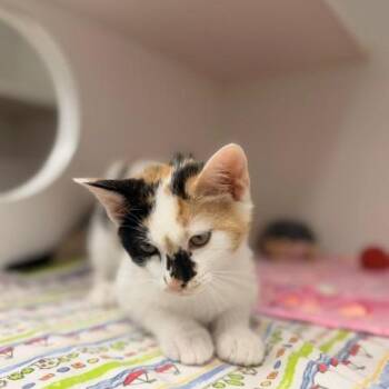 Molecule -  Domestic Short Hair Cat for Adoption in Long Beach, California - Molecule | PetCurious