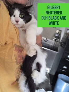 Gilbert -  Domestic Long Hair Cat for Adoption in Olney, Illinois - Gilbert | PetCurious