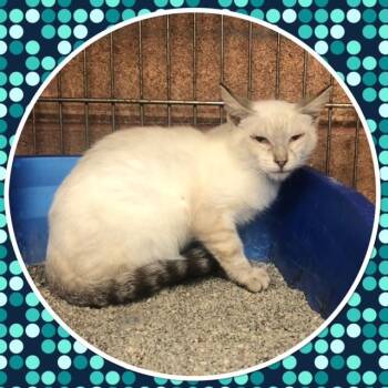 FOREST -  Domestic Short Hair Cat for Adoption in Buckhannon, West Virginia - FOREST | PetCurious