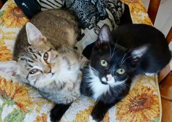 Rescue Tabby and Tuxedo Cats for Adoption in The Dalles, Oregon - Tutu & Buddy | PetCurious