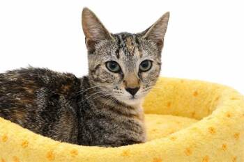 Domestic Short Hair Cats Available for Adoption - EMBER | PetCurious
